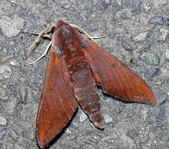 甘蔗天蛾 (动物)