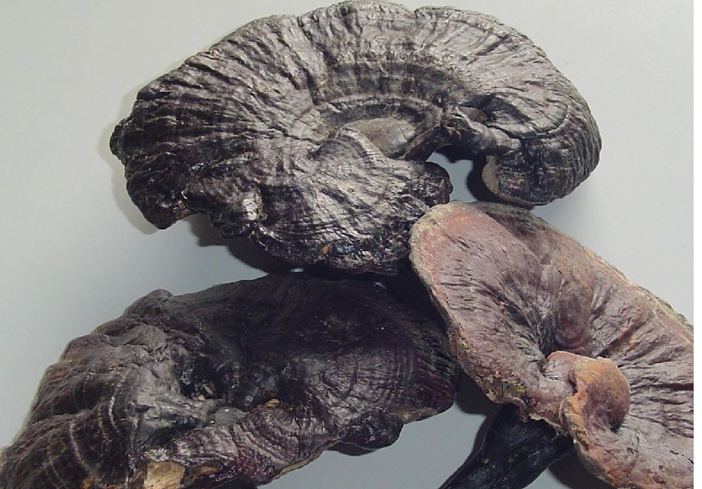 黑芝(中医学与中药学)黑芝,别名玄芝,黑云芝,假灵