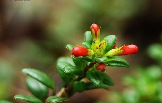 黄杨叶芒毛苣苔植物