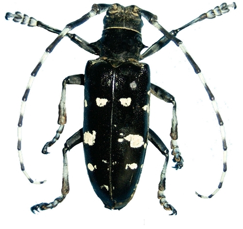 十二斑花天牛 (动物)