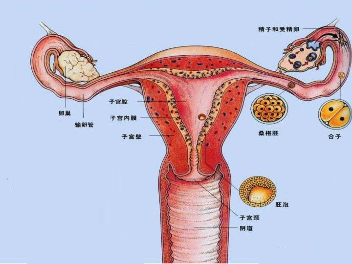 输卵管在左边还是右边图片