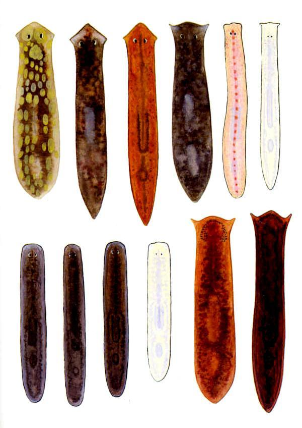 体地中央轴,只有一个对称面(或说切面)将动物体分成左右相等的两部分