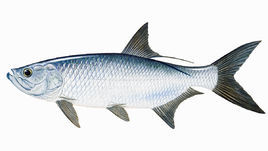 沿水生脊椎动物的背中线而生长的正中鳍,为生长在背部的鳍条所支持的