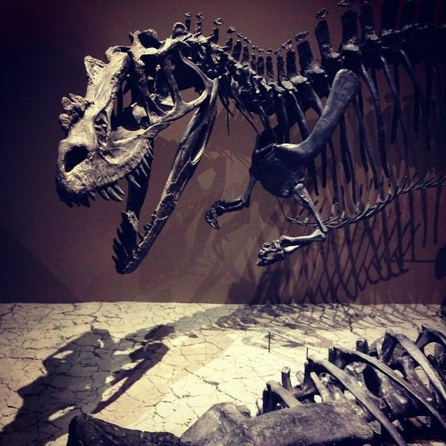 大鼻角龙化石图片