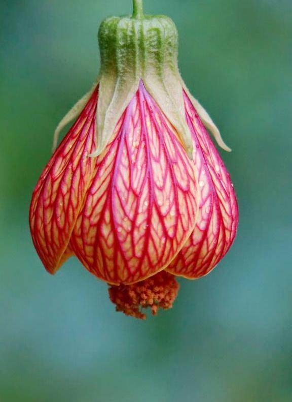金铃花(植物)金铃花(学名:abutilon striatum)又名灯笼花,网花苘麻,红