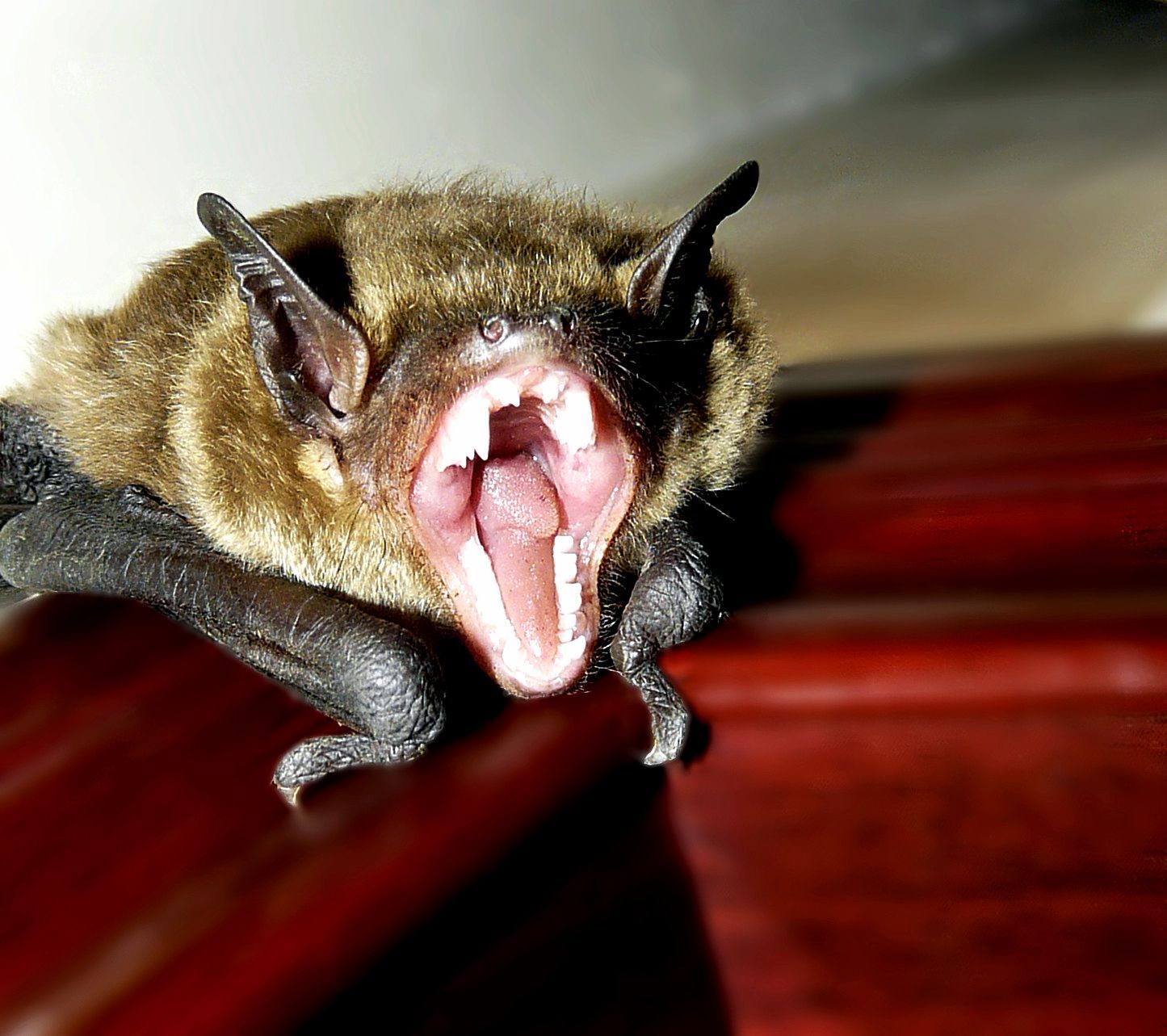 澳洲维多利亚野生动物园 蝙蝠宝宝萌态十足_博览_环球网