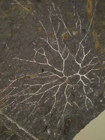 枝笔石(动物)_技点百科_技点网(动物)