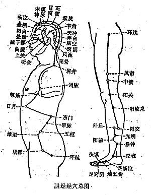 胆经共44个穴位