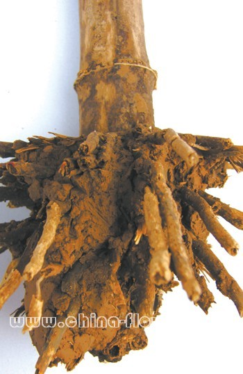 淡竹根中医学与中药学