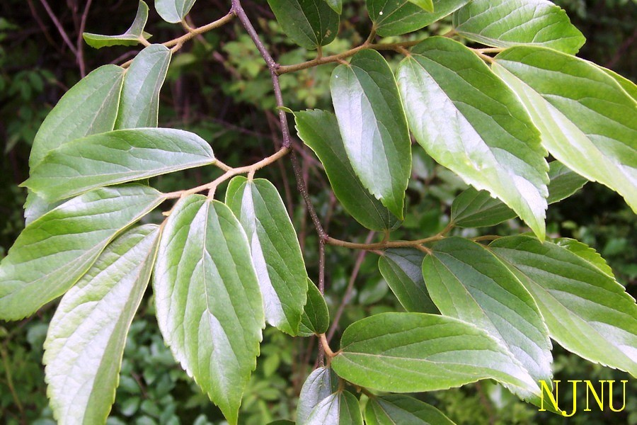 朴树叶(植物)