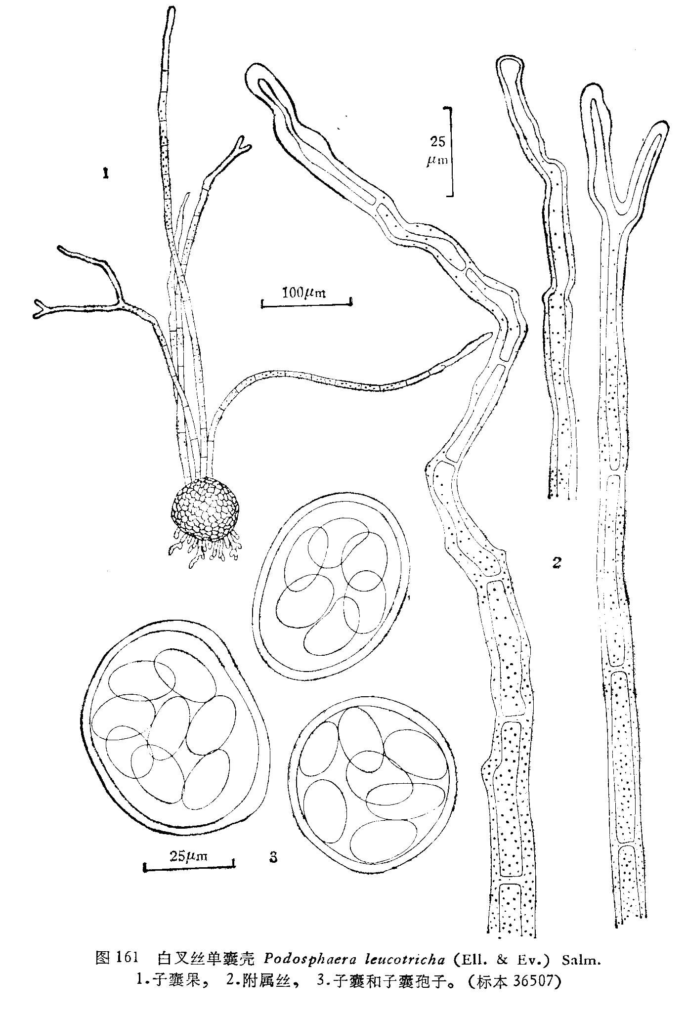 白叉丝单囊壳其他生物相关