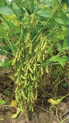 桂夏3号(农学)桂夏3号属南方早熟夏大豆品种,全生育期90-110天,平均