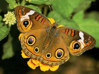 黄裙凤蝶 (动物)