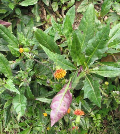 紅鳳菜植物