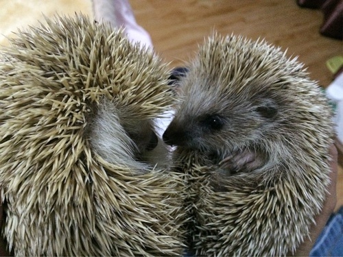 所谓刺猬式交往,是著名哲学家萨特提出的:"两只刺猬在寒冷的季节互相
