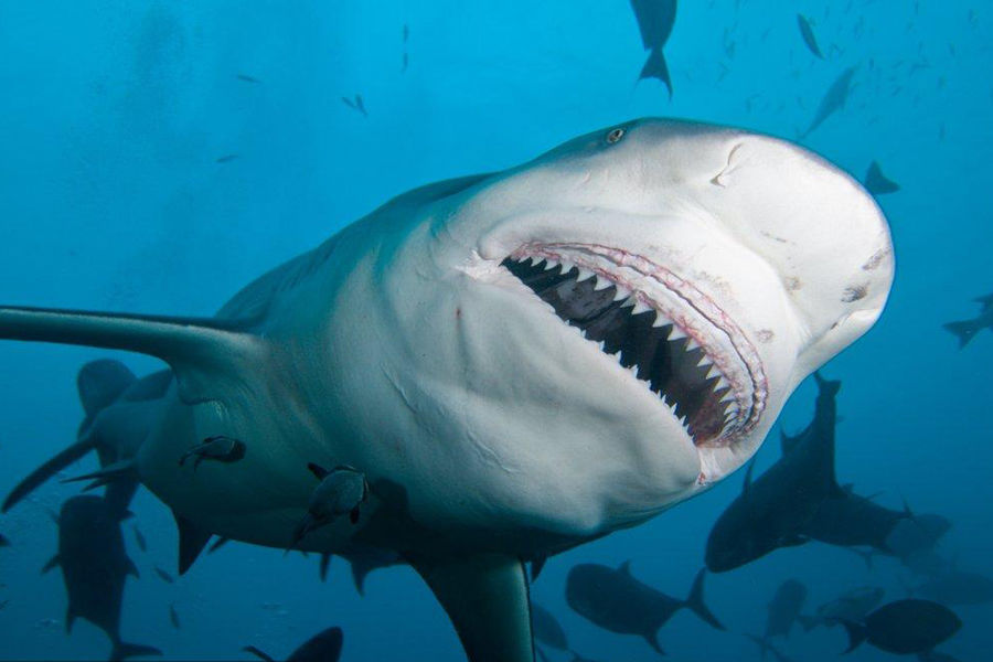 眶嵴虎鲨(其他生物相关)眶崤虎鲨(学名heterodontus galeatus)是虎鲨