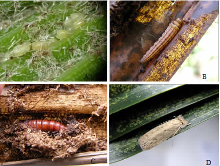 椰子织蛾 (其他生物相关)