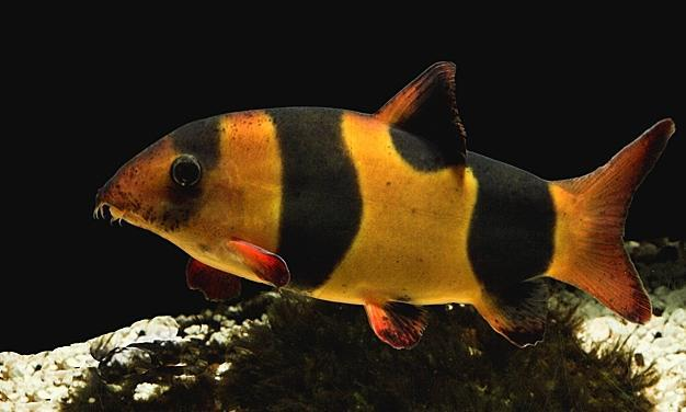 三间鼠(其他生物相关)