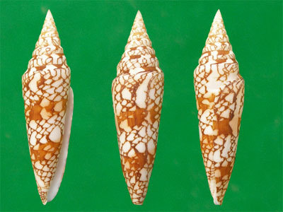 印度洋荣光芋螺其他生物相关