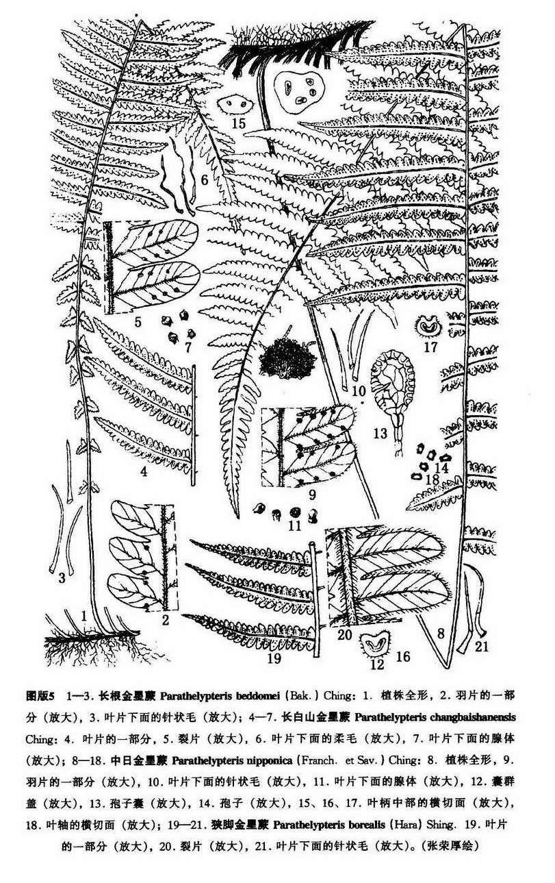 长白山金星蕨(植物)