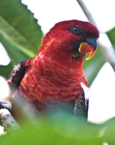 红衣吸蜜鹦鹉(动物)