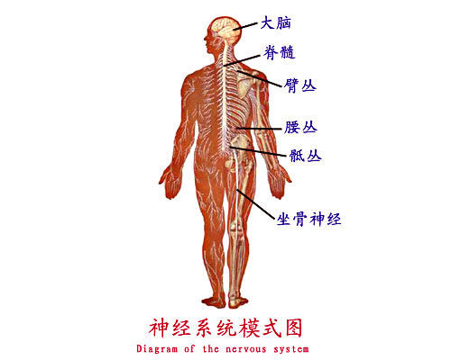 神经系统模式图