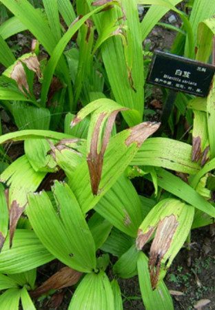 白艿(中医学与中药学|医药)