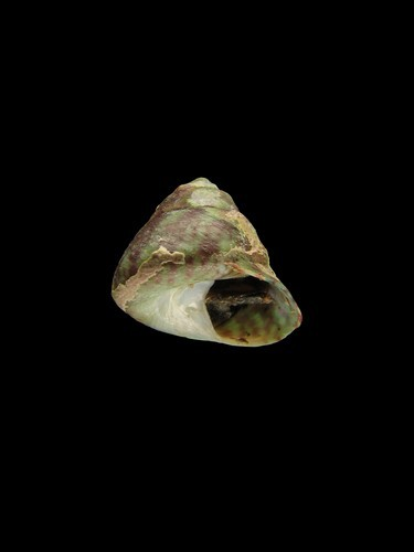 绿彩钟螺(其他生物相关)