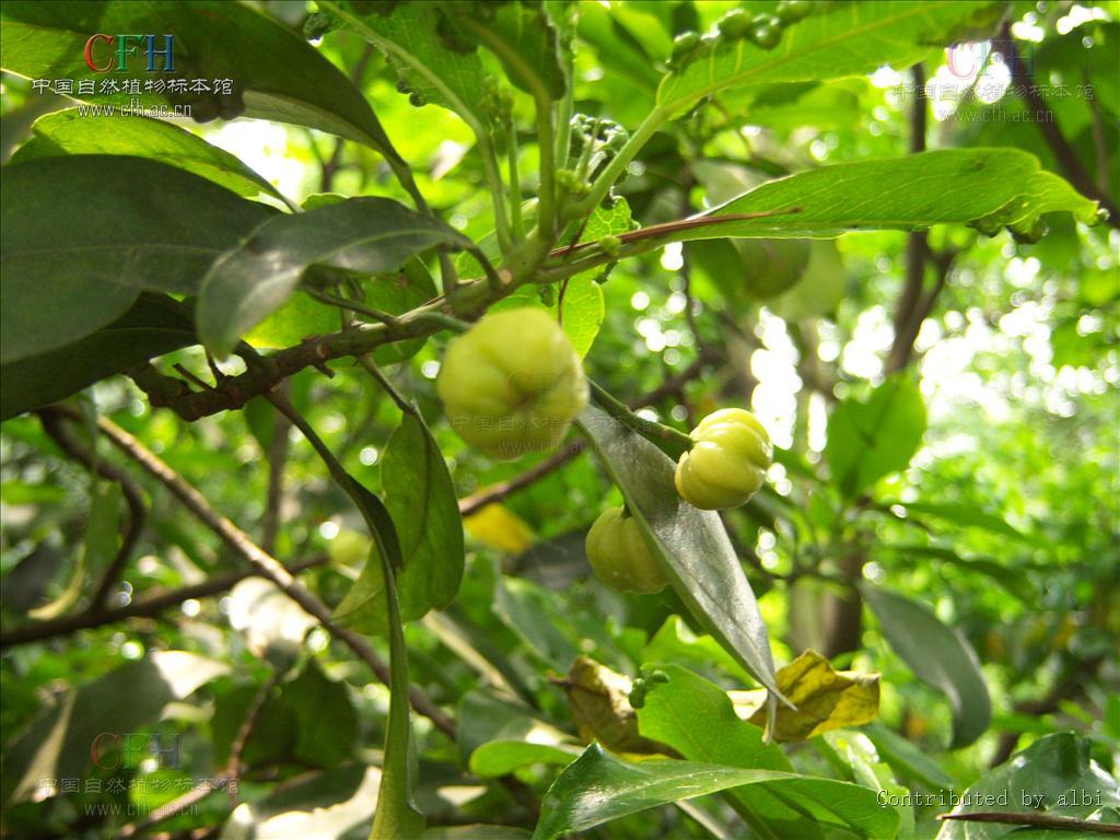 山油柑 (植物)