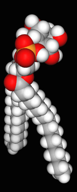 pi主要由两部分组成的,一是磷酸1,2-二脂酰甘油,二是肌醇(inositol).