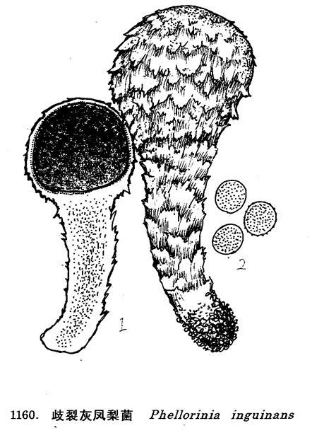 歧裂灰凤梨菌(其他生物相关)形态特征子担体中等大.