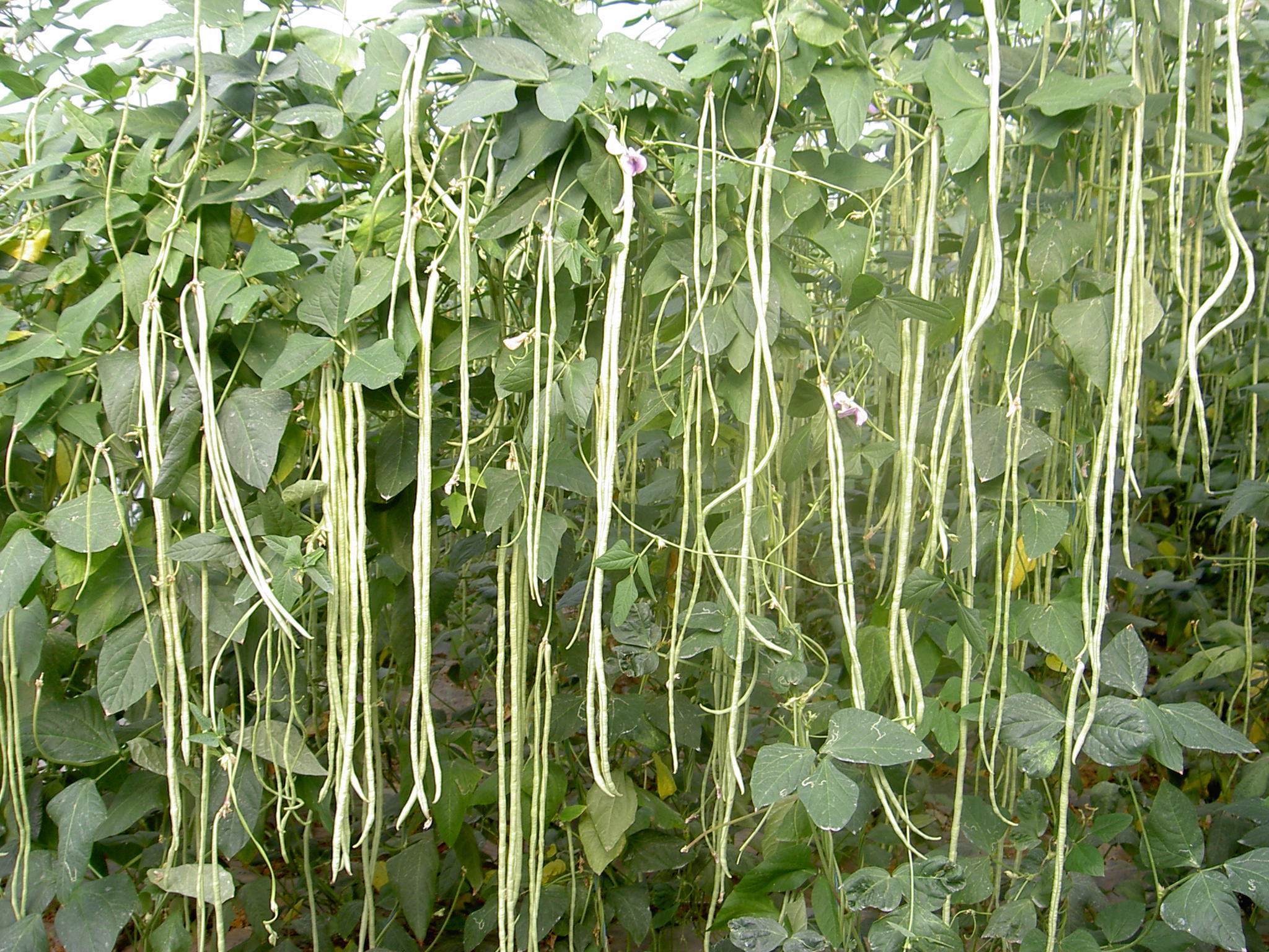 0厘米左右,嫩荚黄绿色,单株结荚数13-18条.