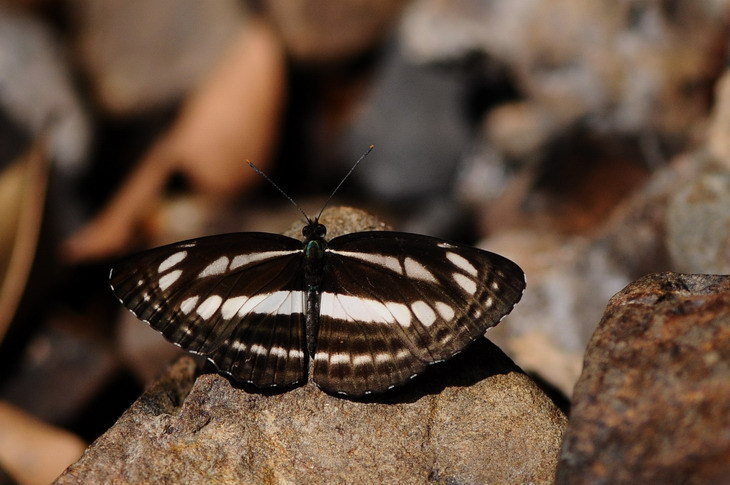 卡环蛱蝶 (动物)
