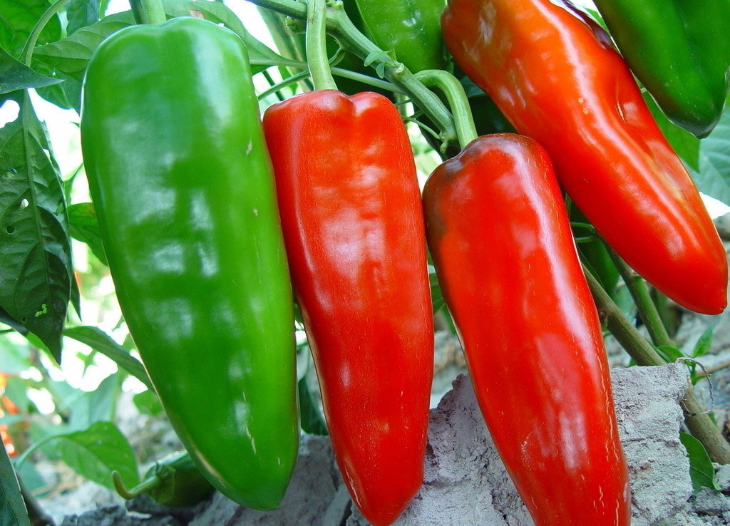 楚椒808(农学)楚椒808是辣椒的一个品种.