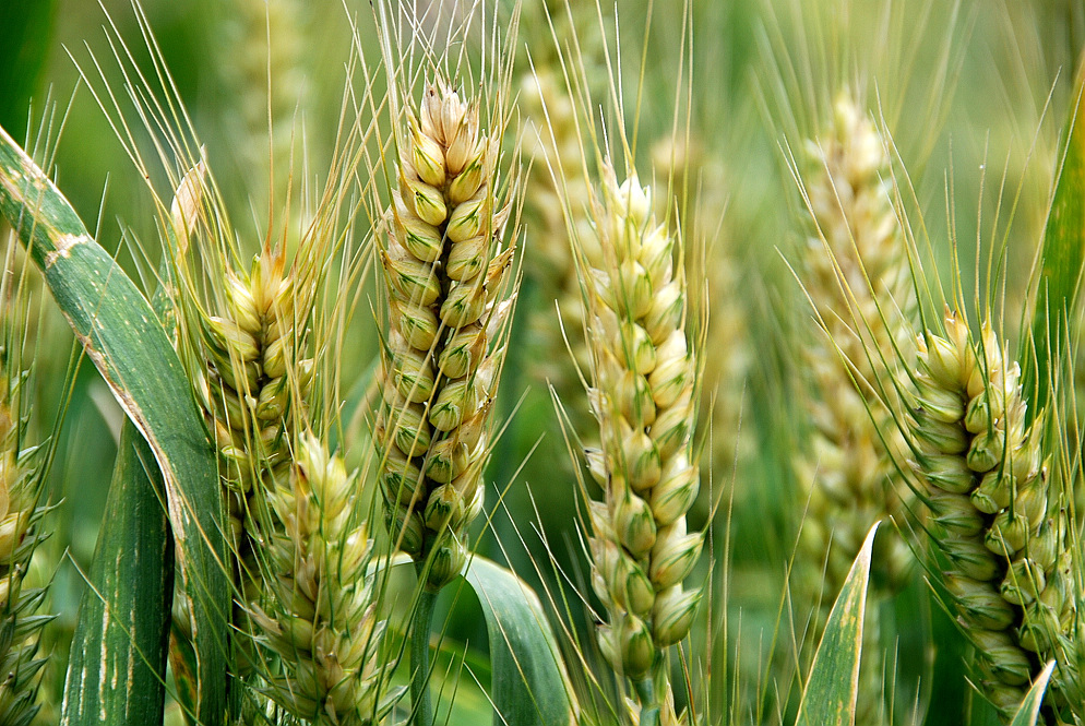 新雀1号无芒雀麦植物