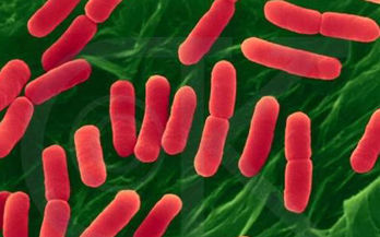 肉毒杆菌毒素 (有机物)