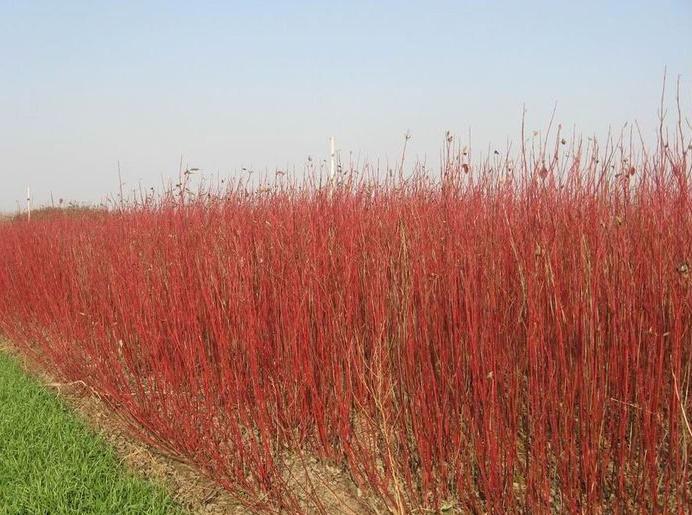 红马球(植物)红马球是红瑞木的别称,是伞形目山茱萸科落叶灌木.