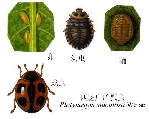 四斑广盾瓢虫动物
