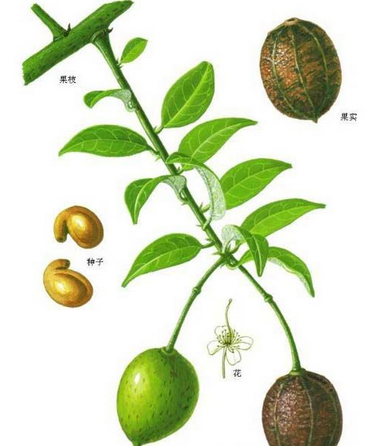 水槟榔 (中医学与中药学)