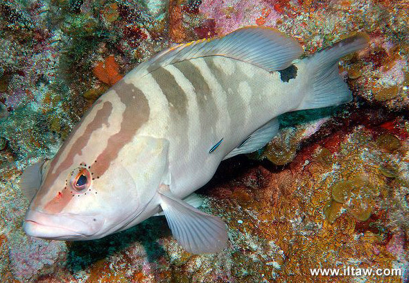 拿骚石斑鱼其他生物相关