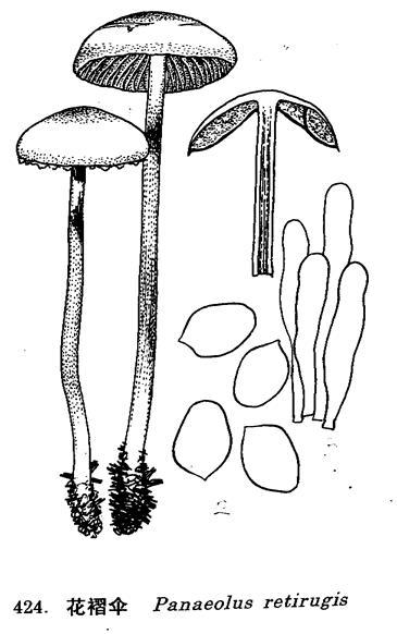 花褶伞(菌物)