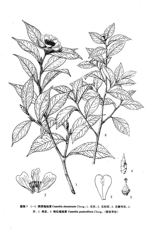 狭叶茶(植物)