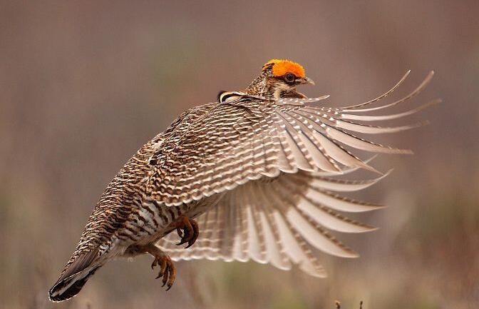 小草原松鸡(动物)