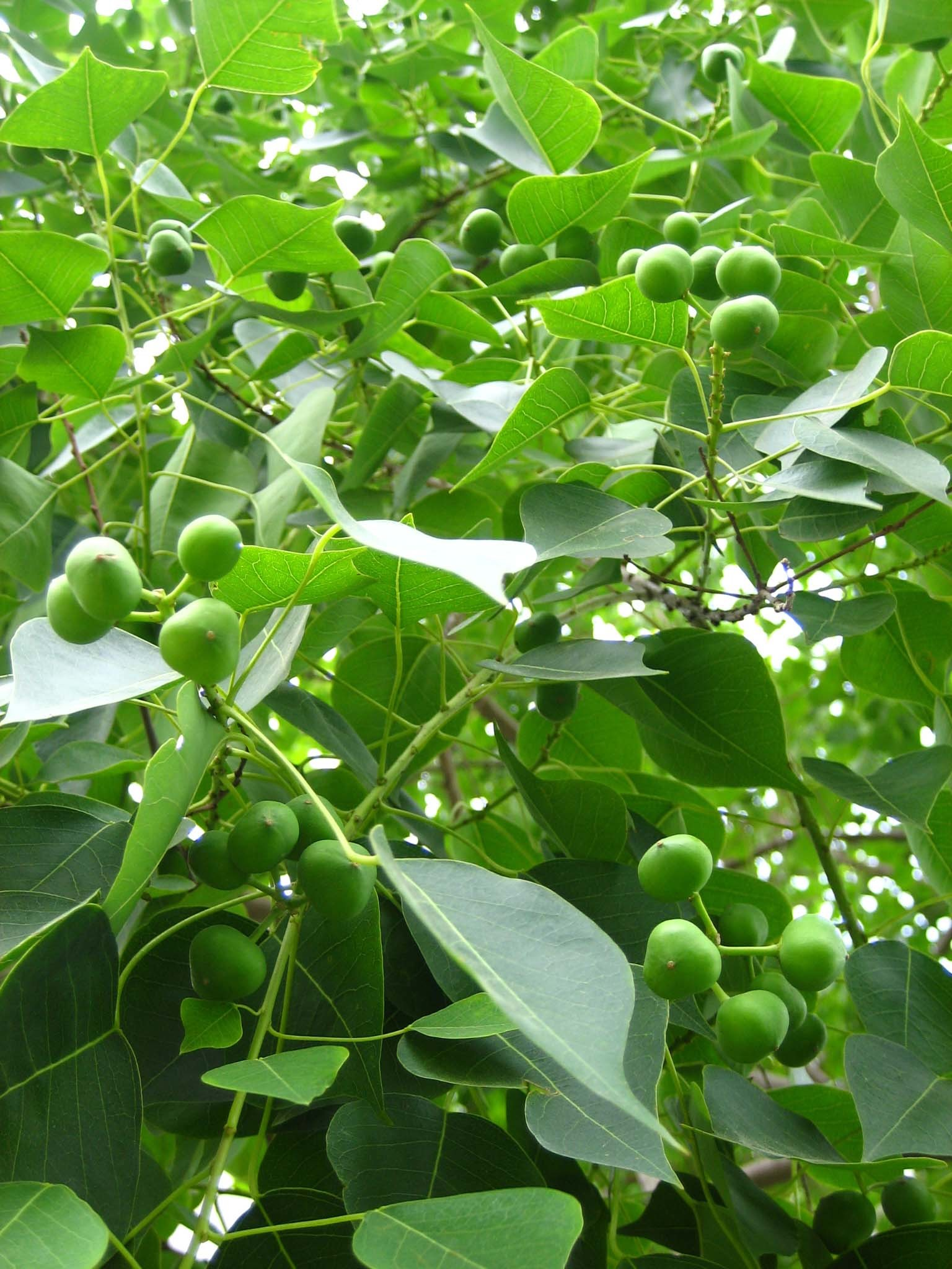 蜡子树(植物)蜡子树,别名:水白蜡,黄家榆,拉丁文