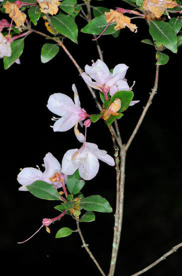 马银花 (植物)