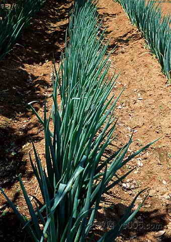 对叶葱(植物)_技点百科