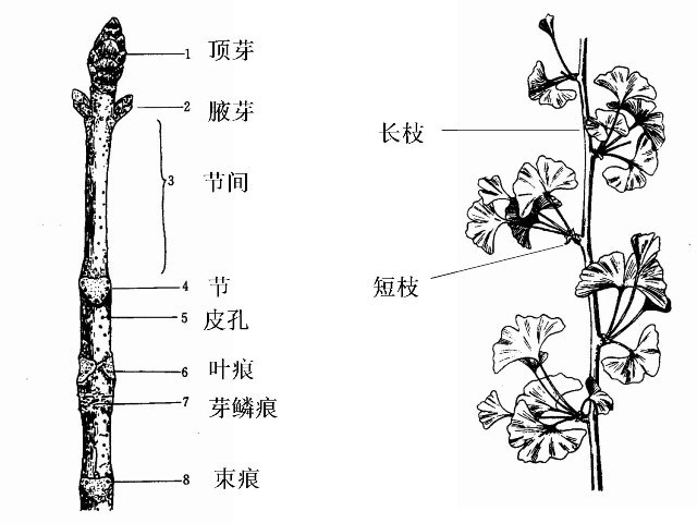 茎的初生结构示意图图片