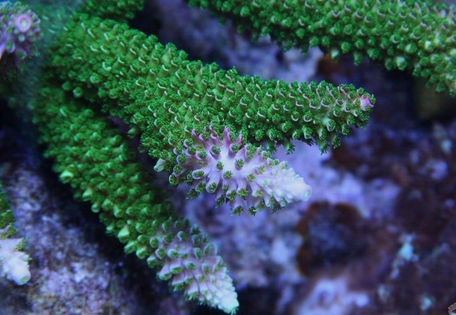 珊瑚水螅体图片