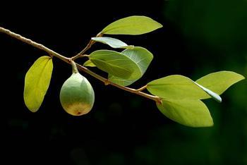 为石竹科植物麦蓝菜vaccaria segetalis( neck.