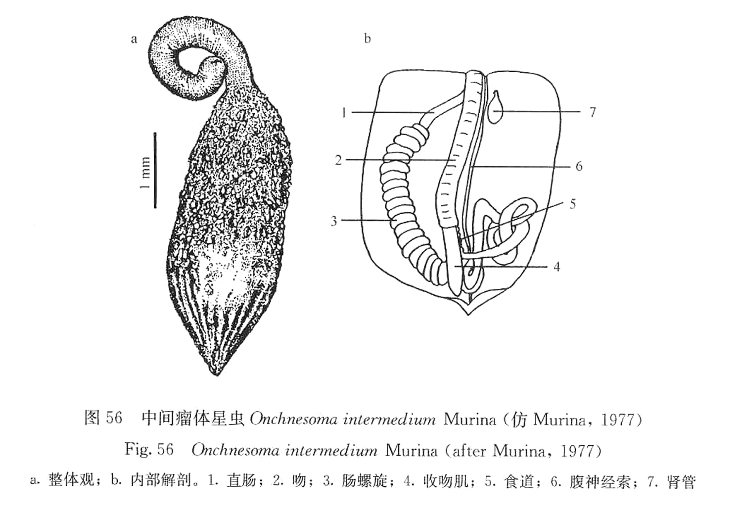 十二梭海绵髓星虫 (动物)
